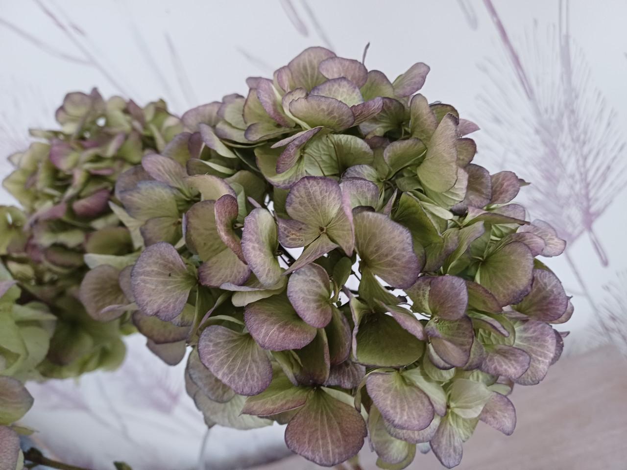 3 Hortensia gedroogd