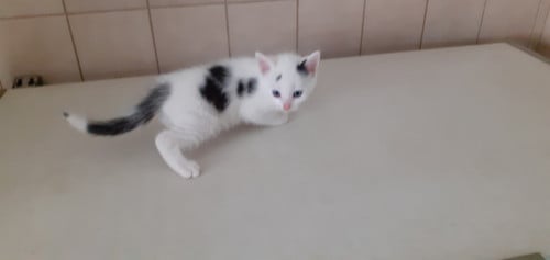 Kittens
