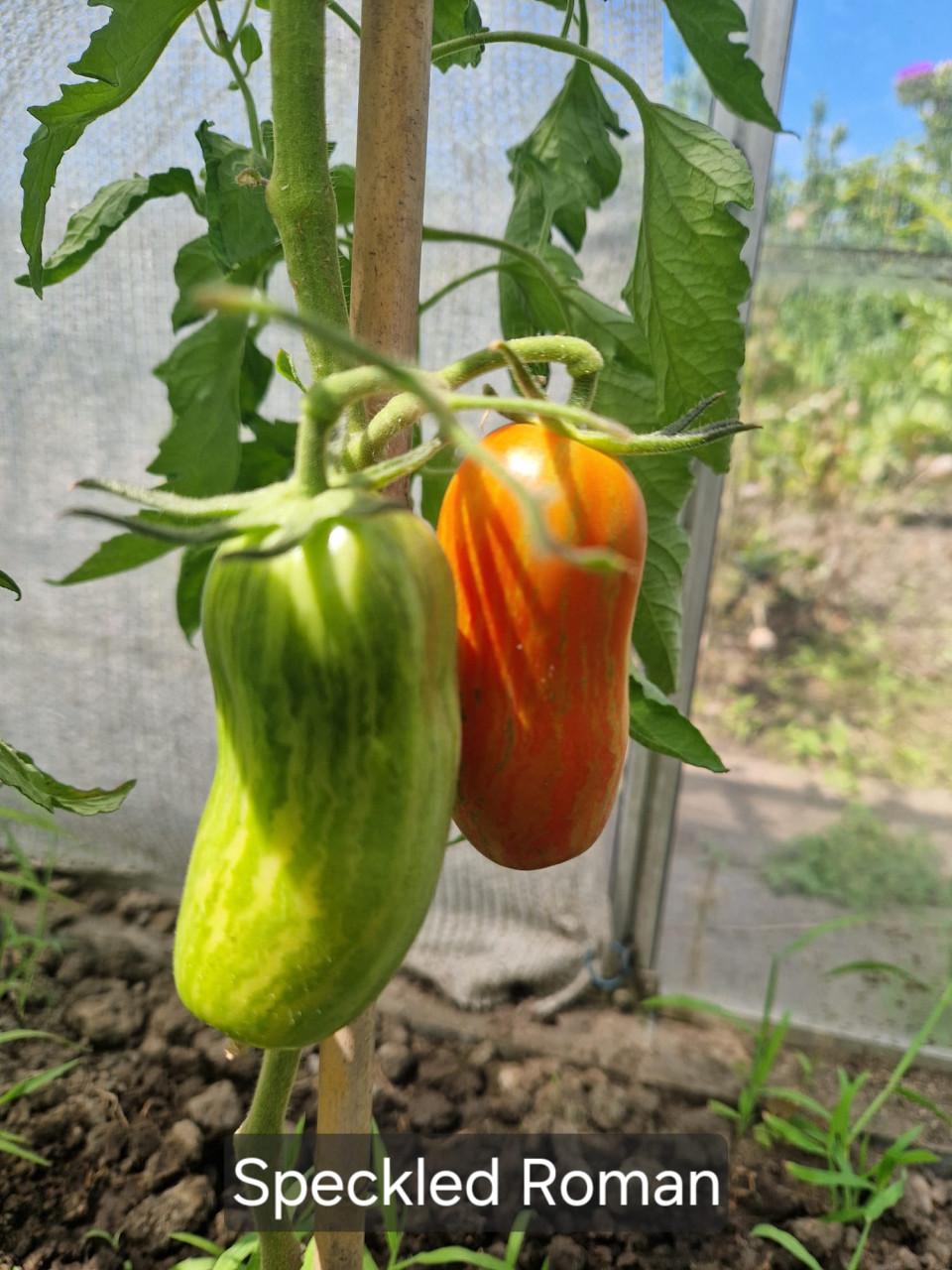 Diverse rassen tomatenzaden uit eigen tuin
