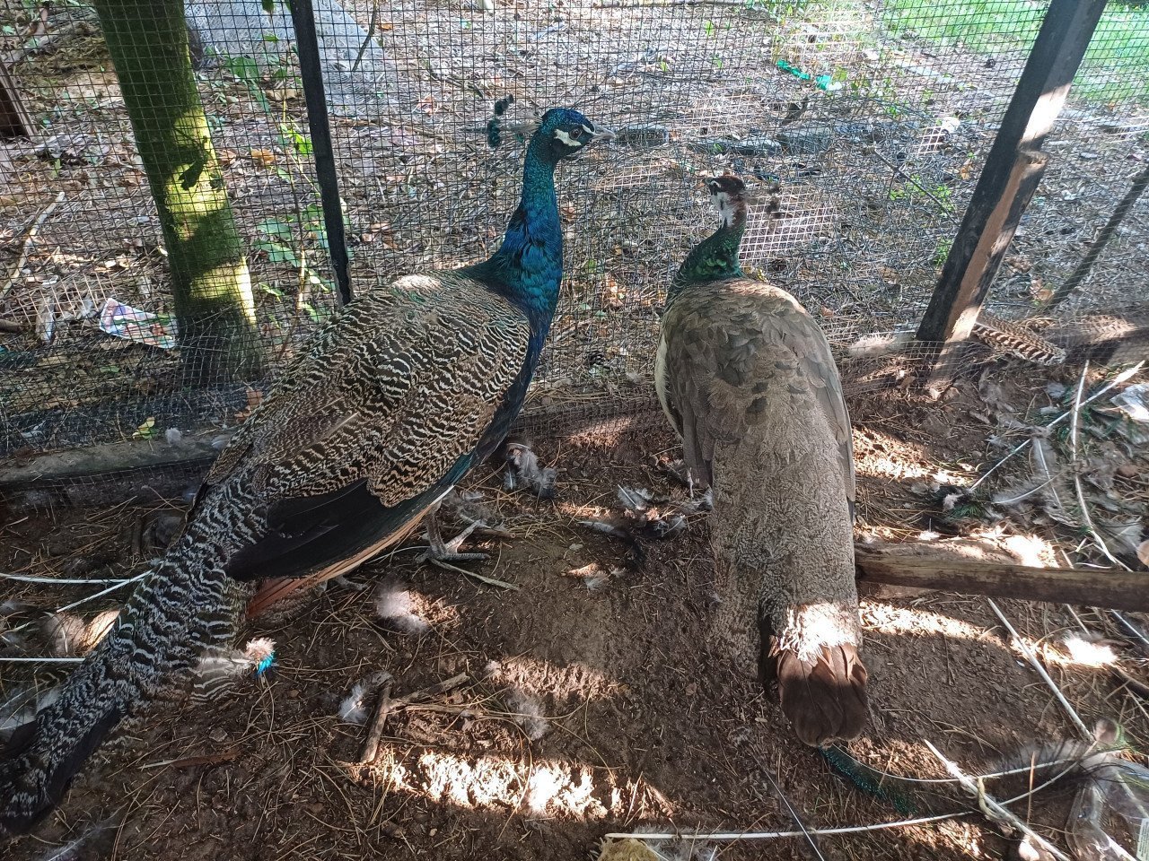 Goede thuis gezocht pauw haan plus hen