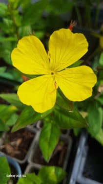 Lysemachia helder geel
