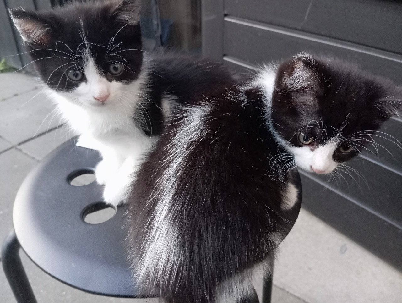 Kittens half langhaar zwart-wit