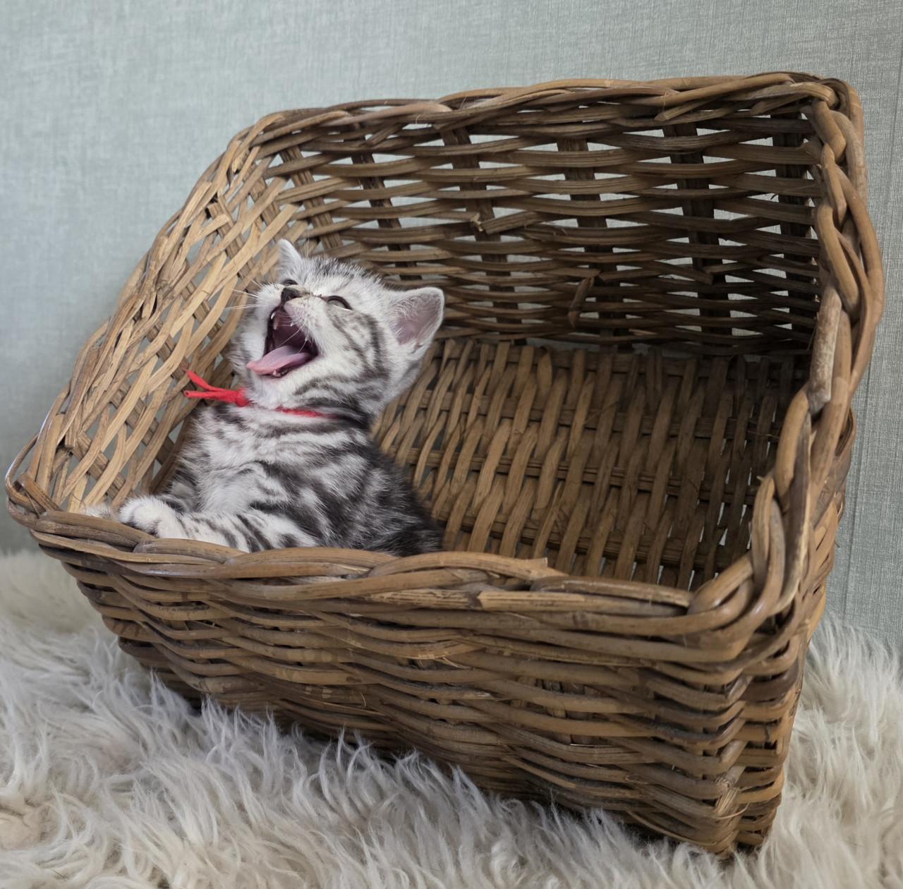 Brits korthaar kittens  (Whiskas)