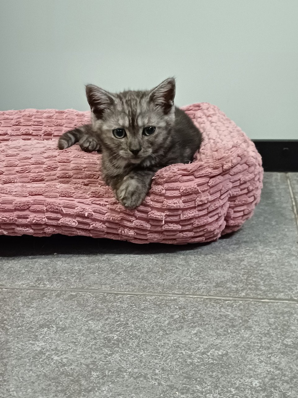 Super leuke Brits Korthaar x Ragdoll kittens beschikbaar.