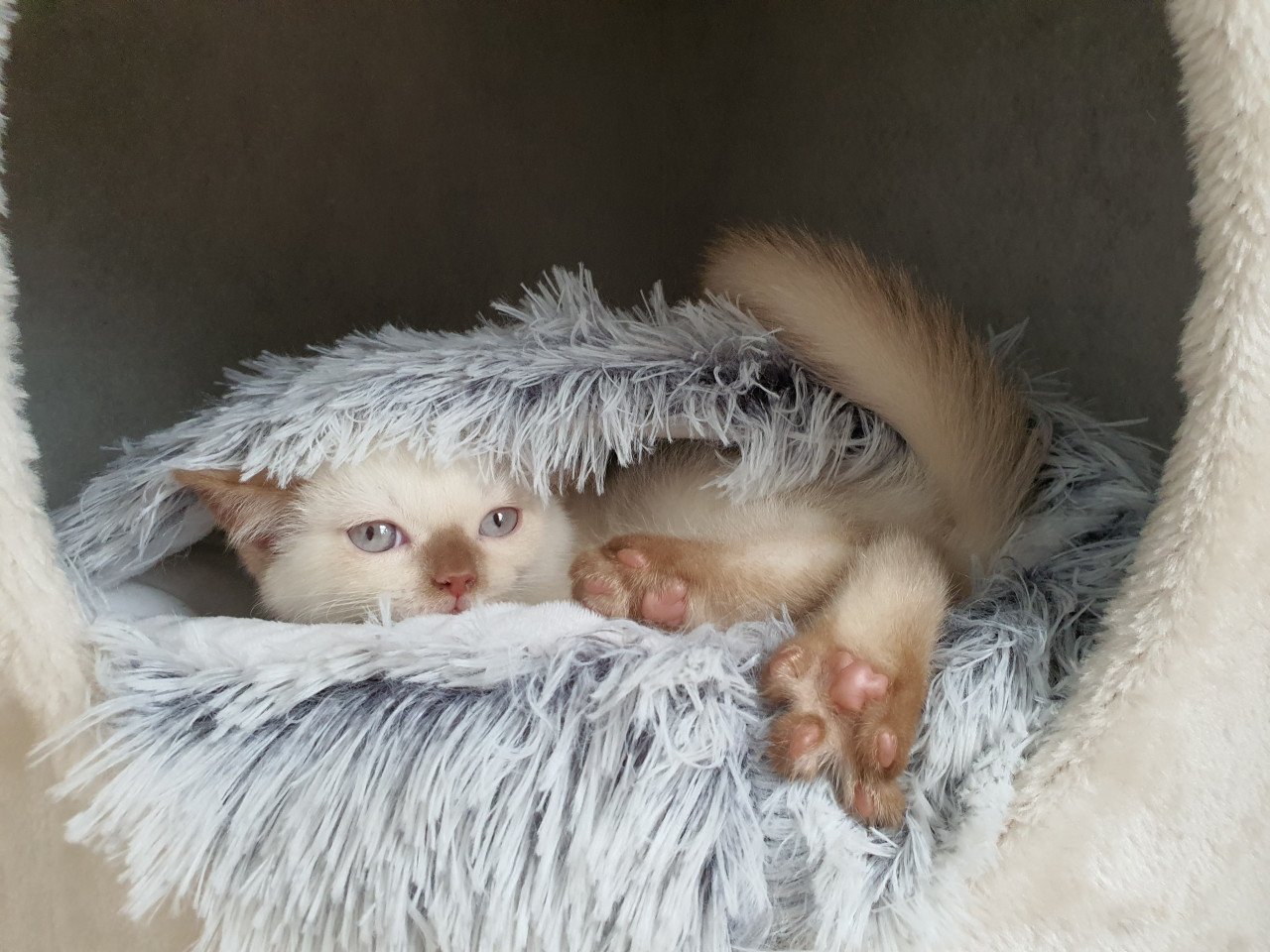 Britse korthaar kittens