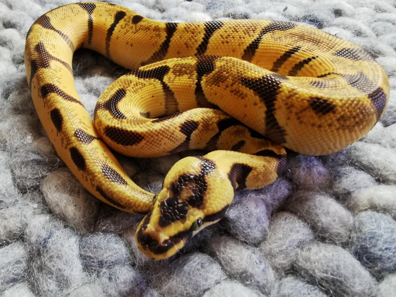 Super Enchi Pastel Koningspython (mannetje)