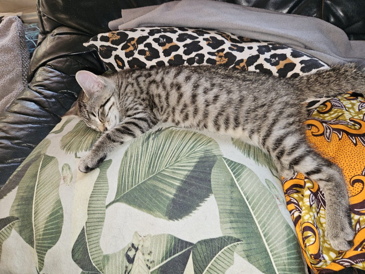 Lief poesje