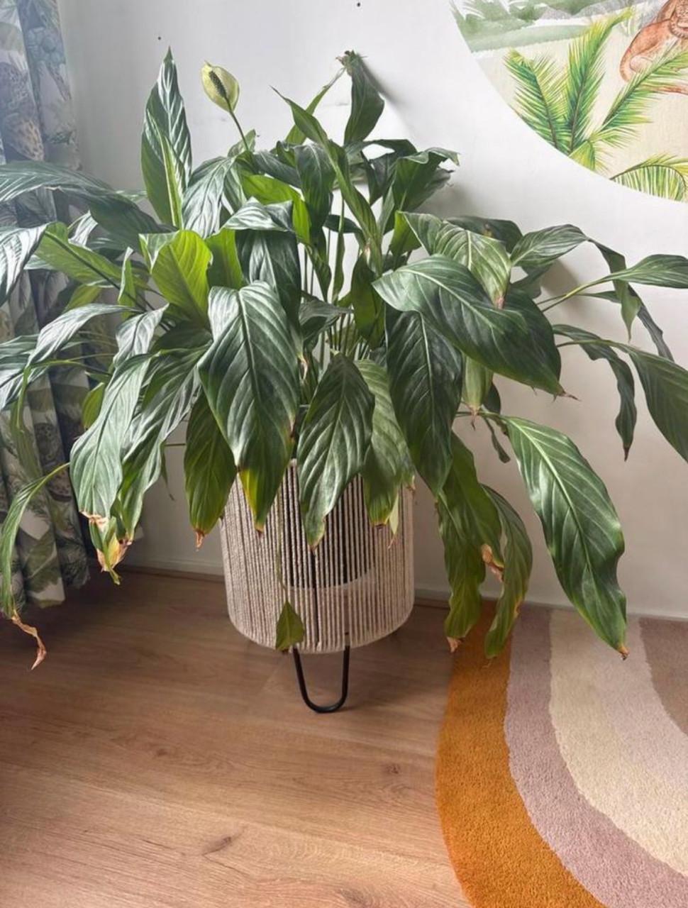 Grote Vredeslelie kamerplant in pot