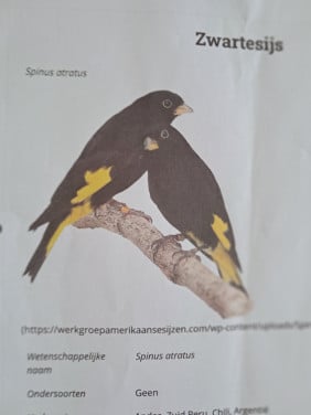 Zwarte sijsen