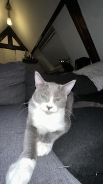 Super cute cat 4 months