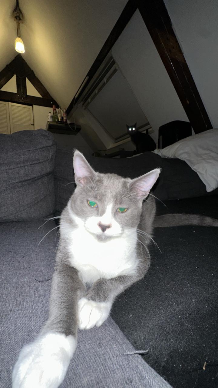 Super cute cat 4 months