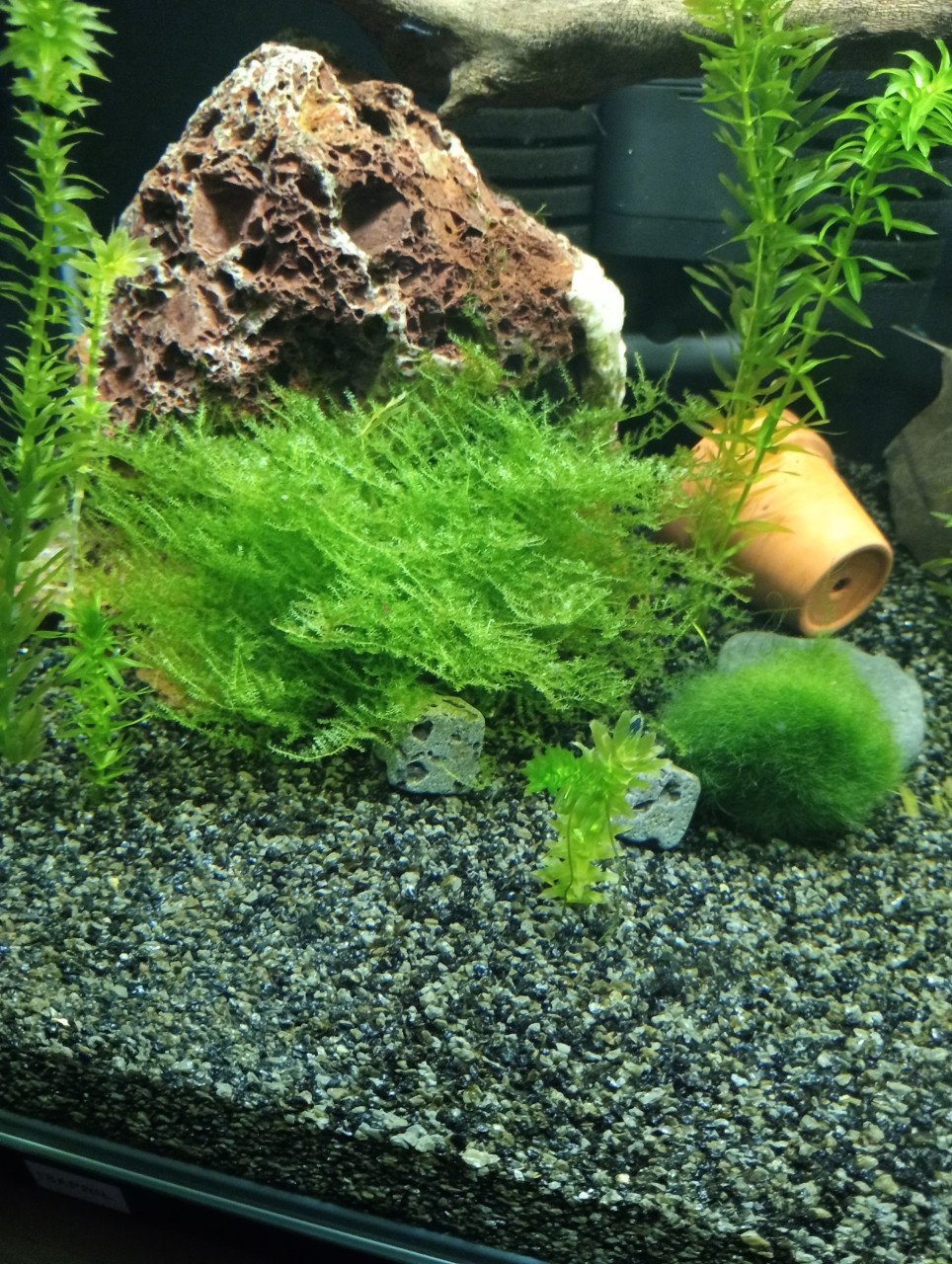 Walstad aquarium home 110