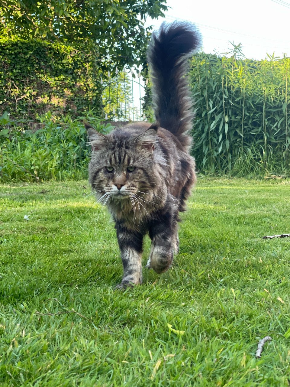 Maine Coon kittens