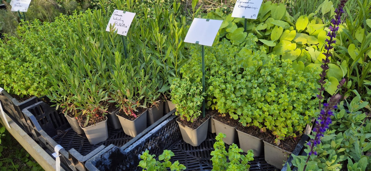 Vaste planten biologisch opgekweekt