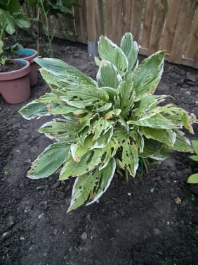 Tuinplanten