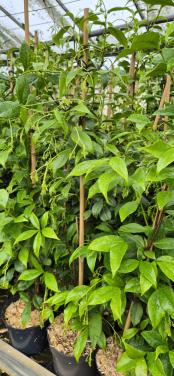 Toscaanse jasmijn planten biologisch