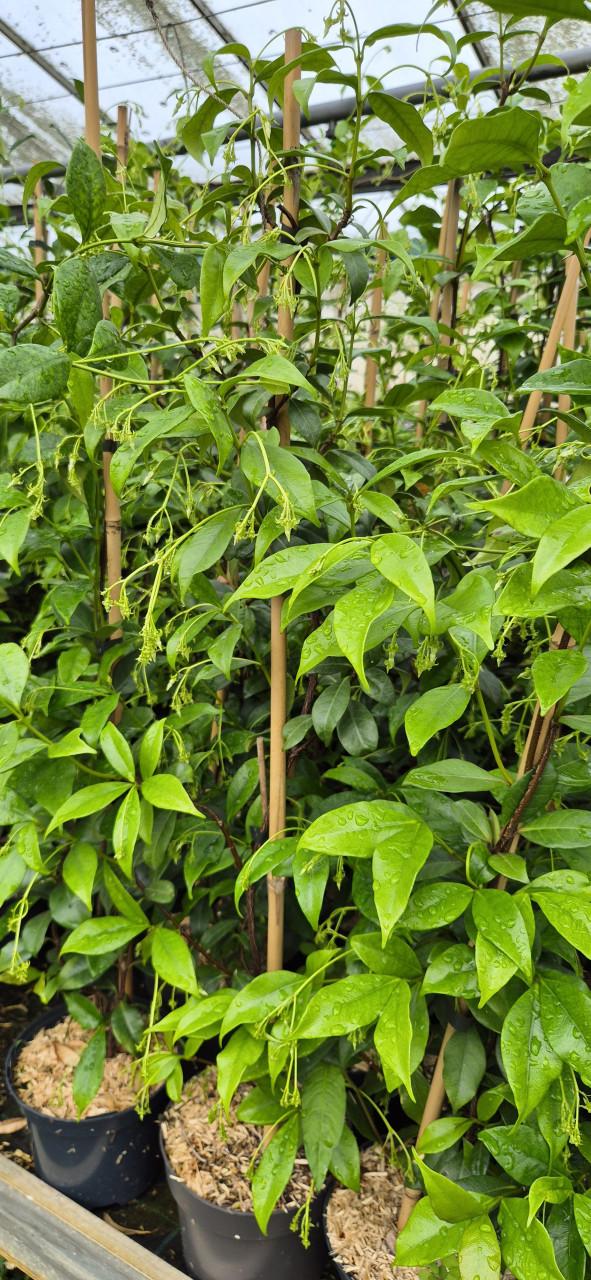 Toscaanse jasmijn planten biologisch