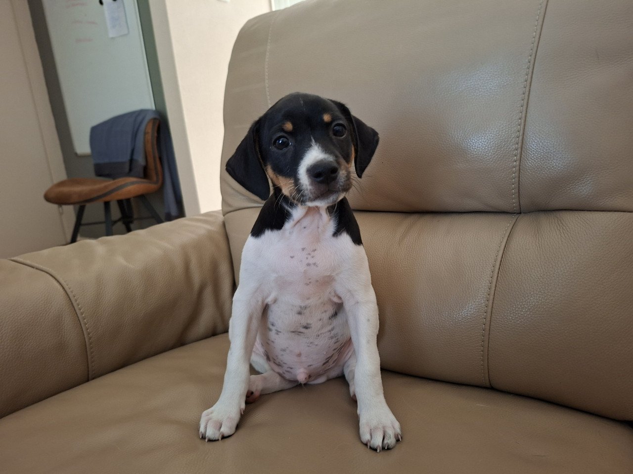 Mooie boerenfox pup