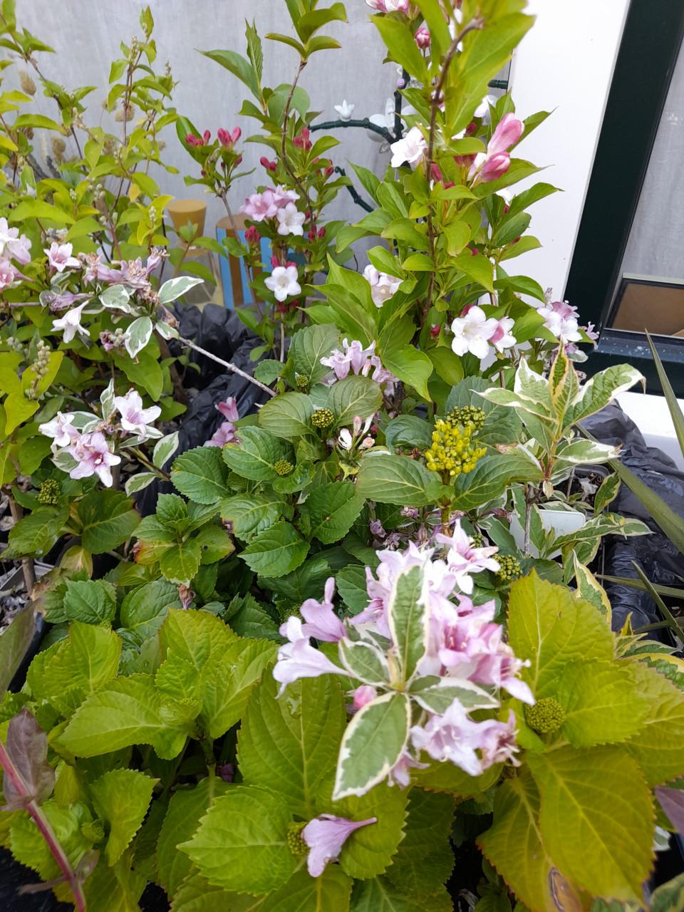 Vaste planten