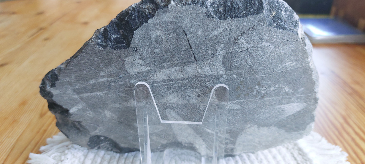 Fossielen Orthoceras