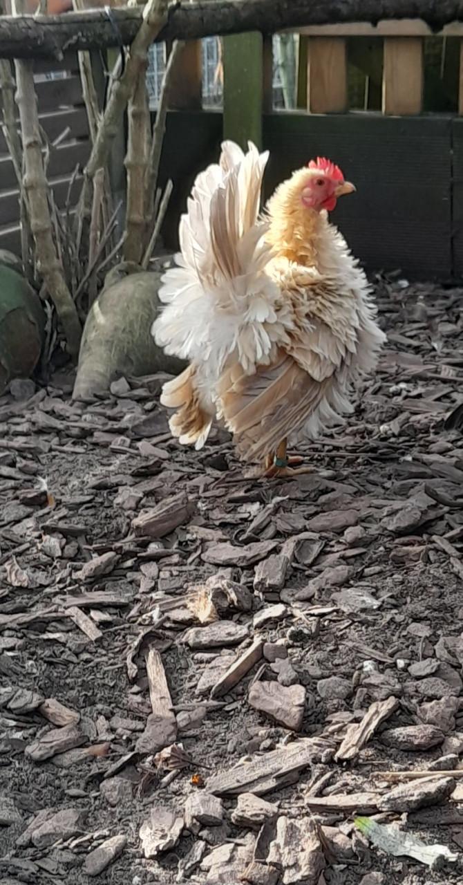 2 serama hennetjes 2025