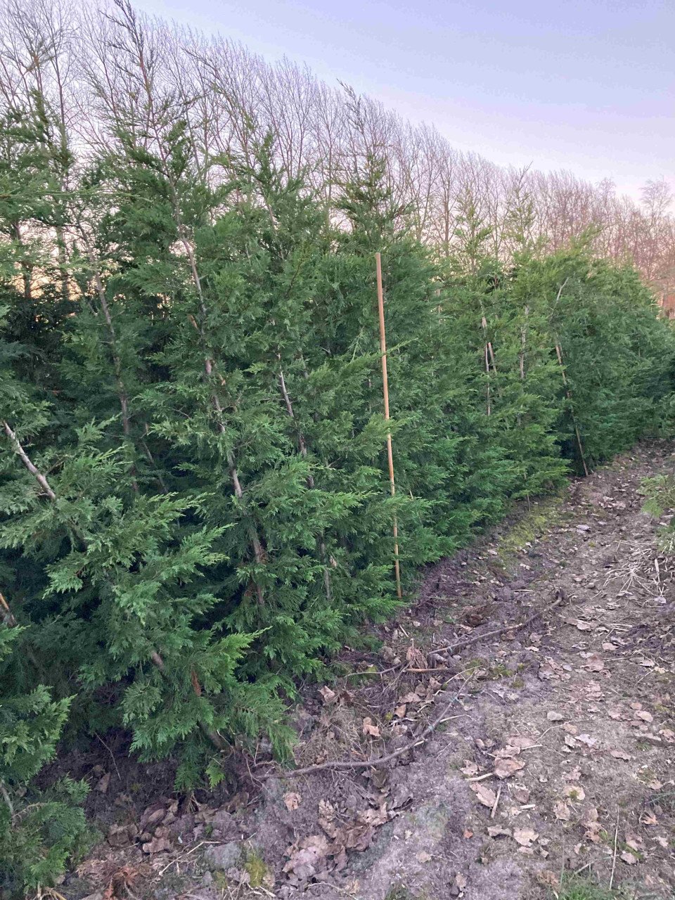 Leylandii coniferen > 2m