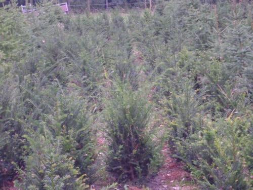 Taxus baccata