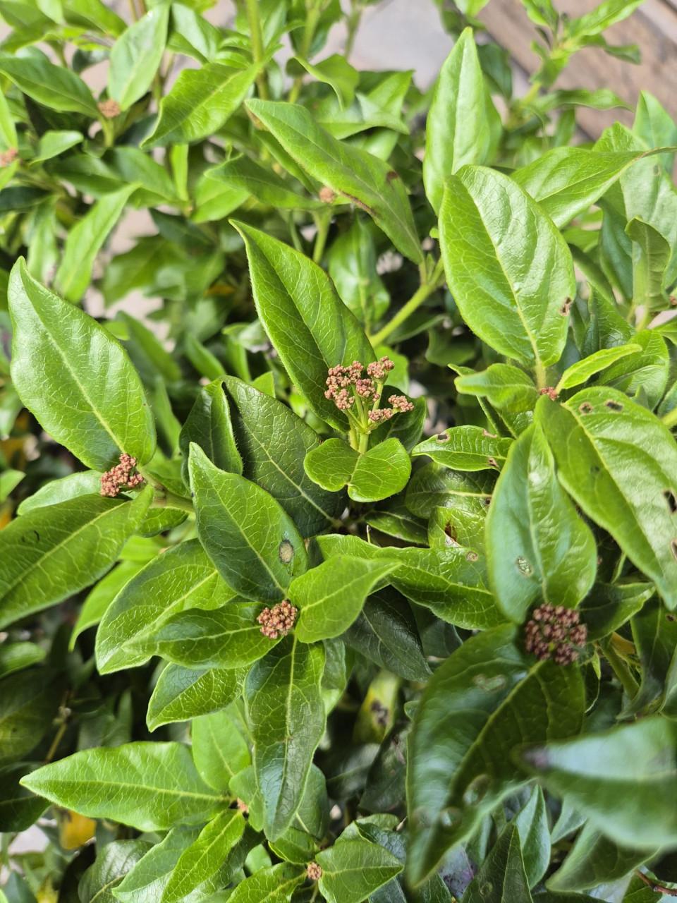 Viburnum tinus struiken in diverse maten