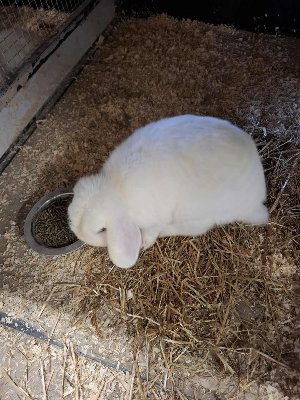 Ruime keuze cavia's en konijnen