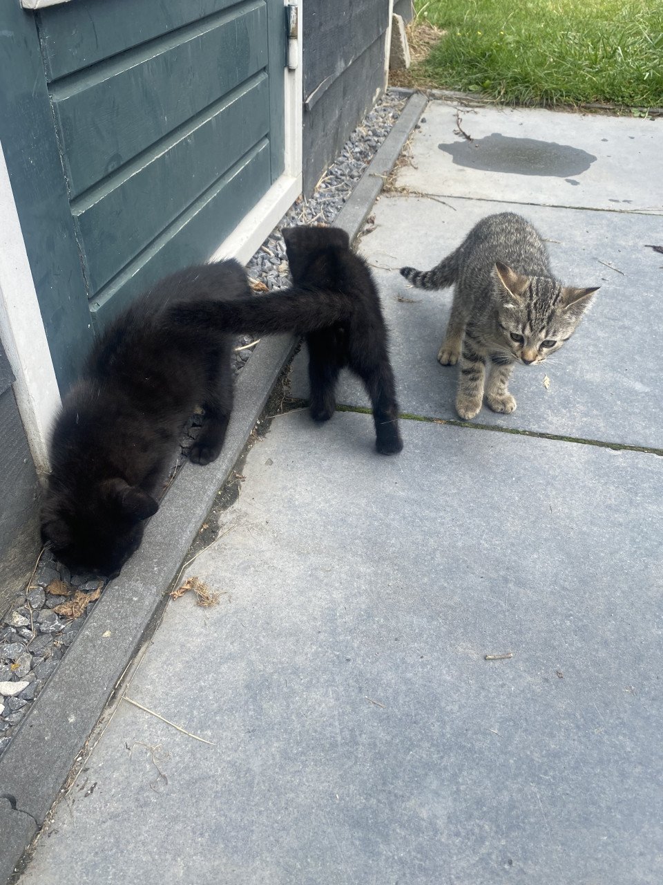 Kittens Bengaal- blauwe Rus