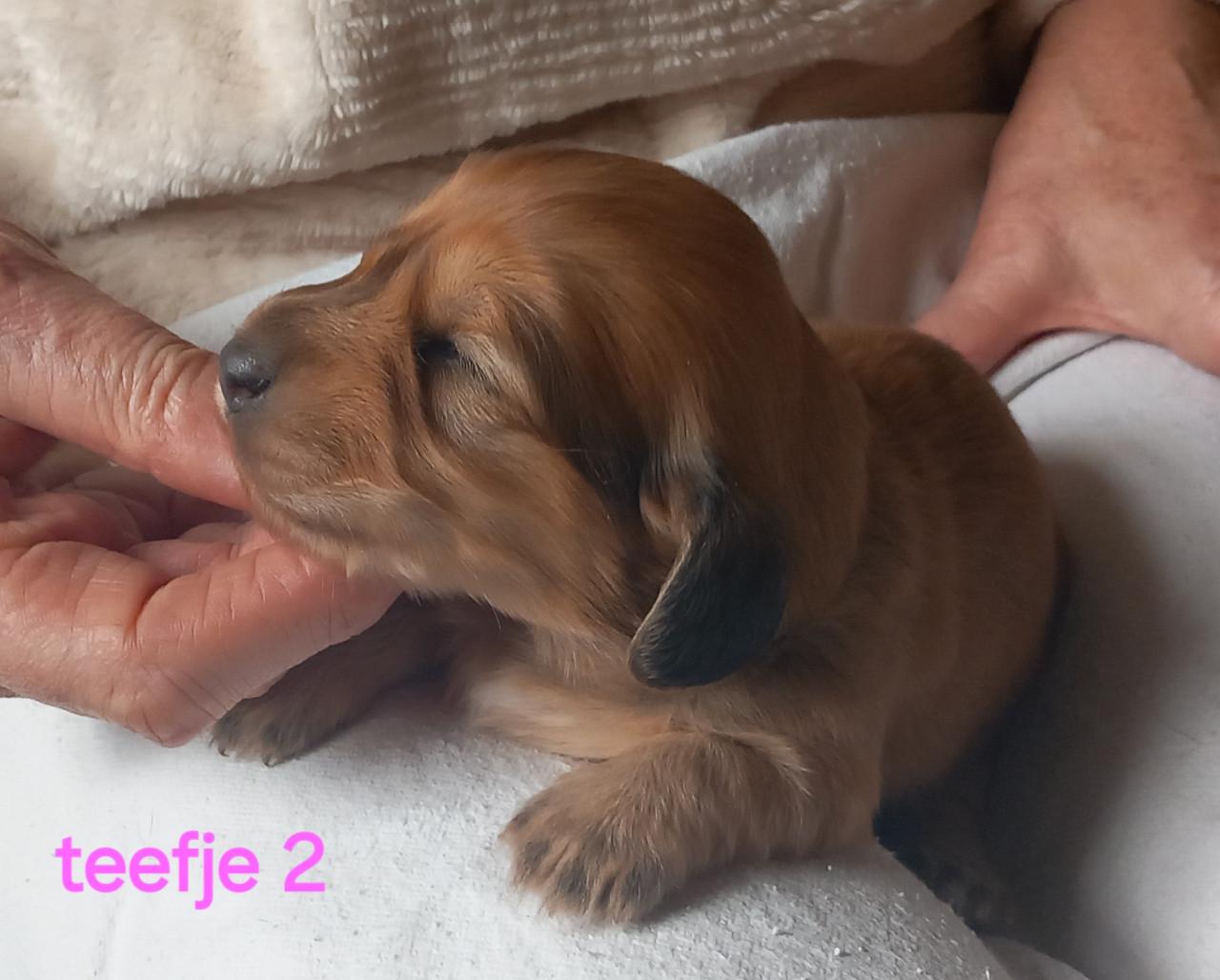 Langhaar teckel puppies