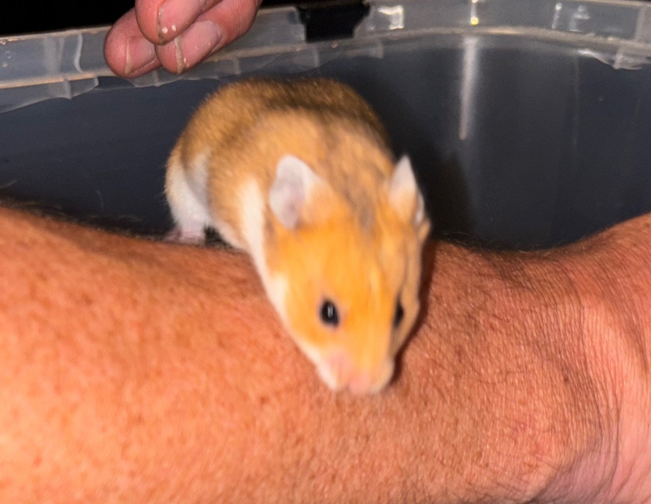 Syrische hamster/ goudhamster