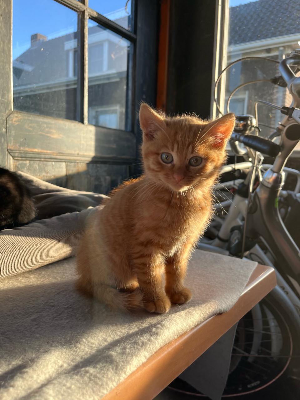 Lieve kittens te koop (gechipt en geent)