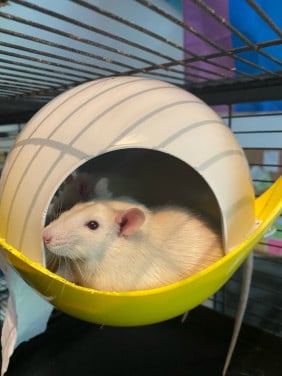 Baby ratjes, rittens