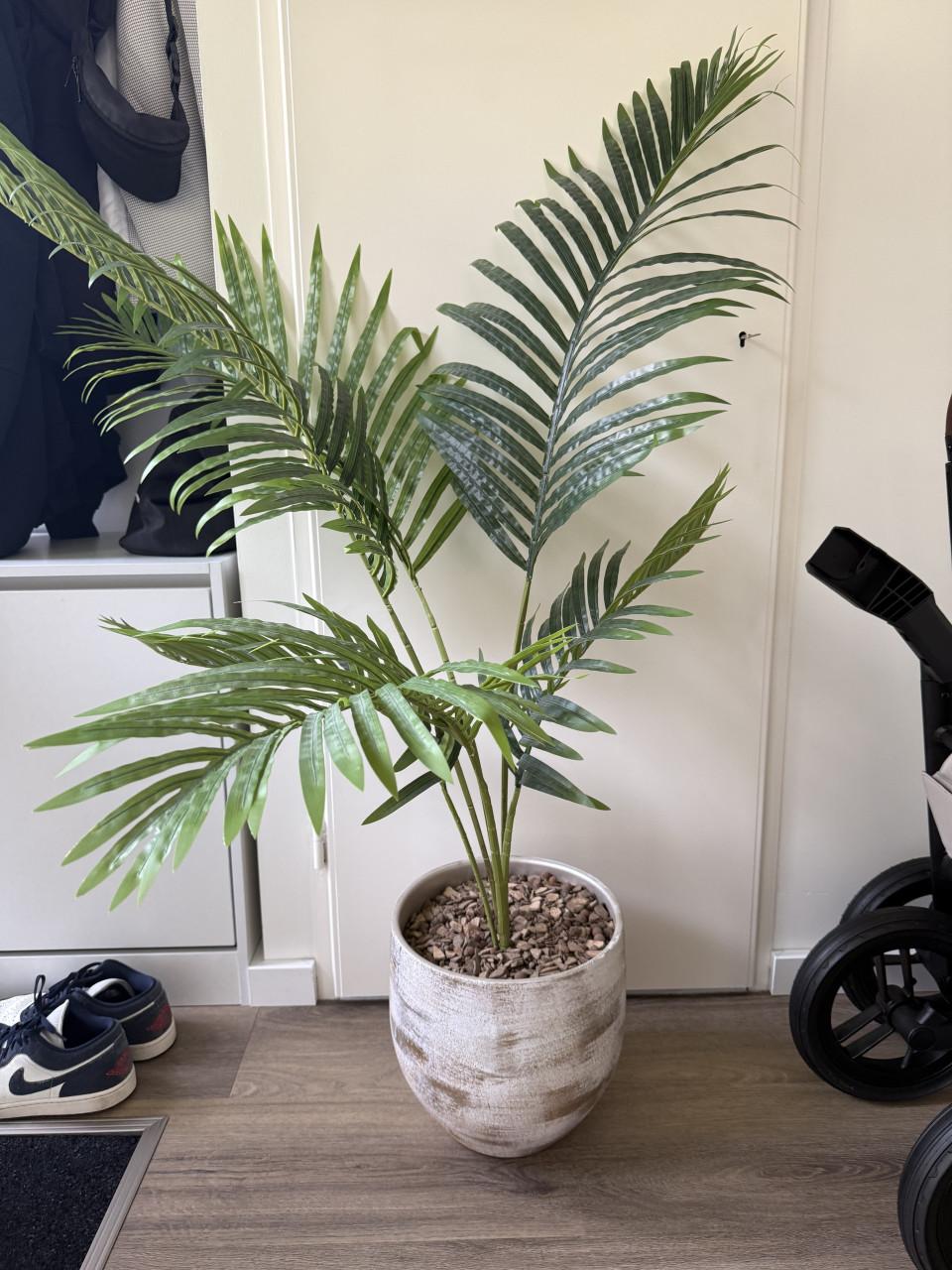Nep plant + pot
