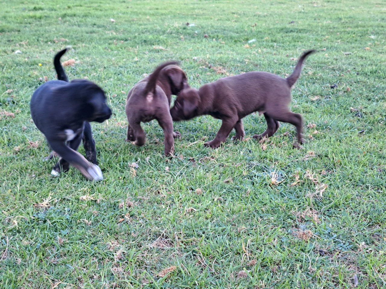 Prachtige puppies (labrador)