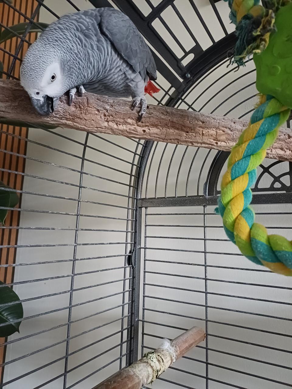 Tamme pratende grijze roodstaart papagaai met kooi.