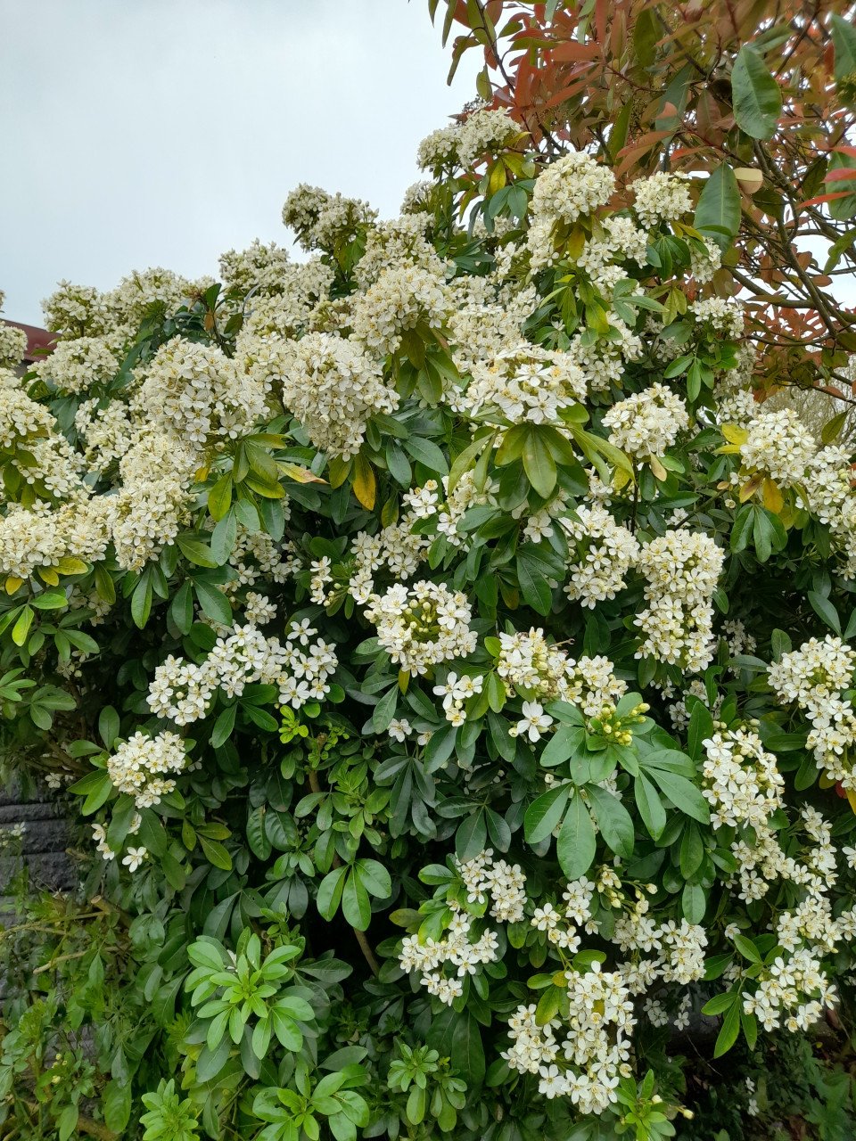 Choisya Ternata