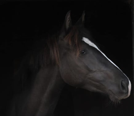 GERESERVEERD mooie en lieve 6jarige merrie