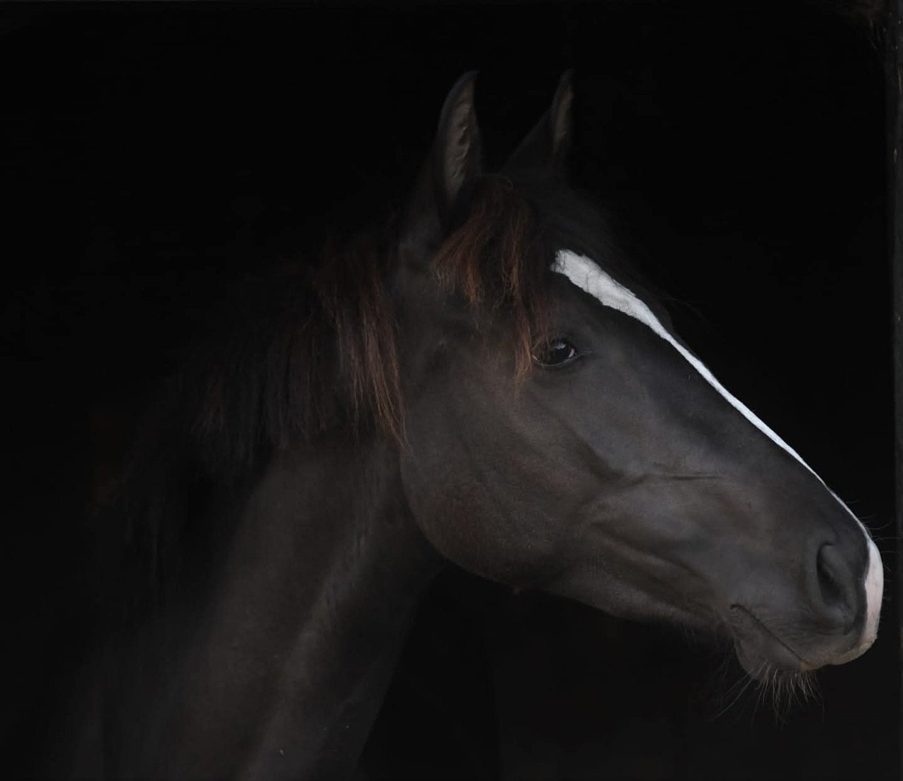 GERESERVEERD mooie en lieve 6jarige merrie
