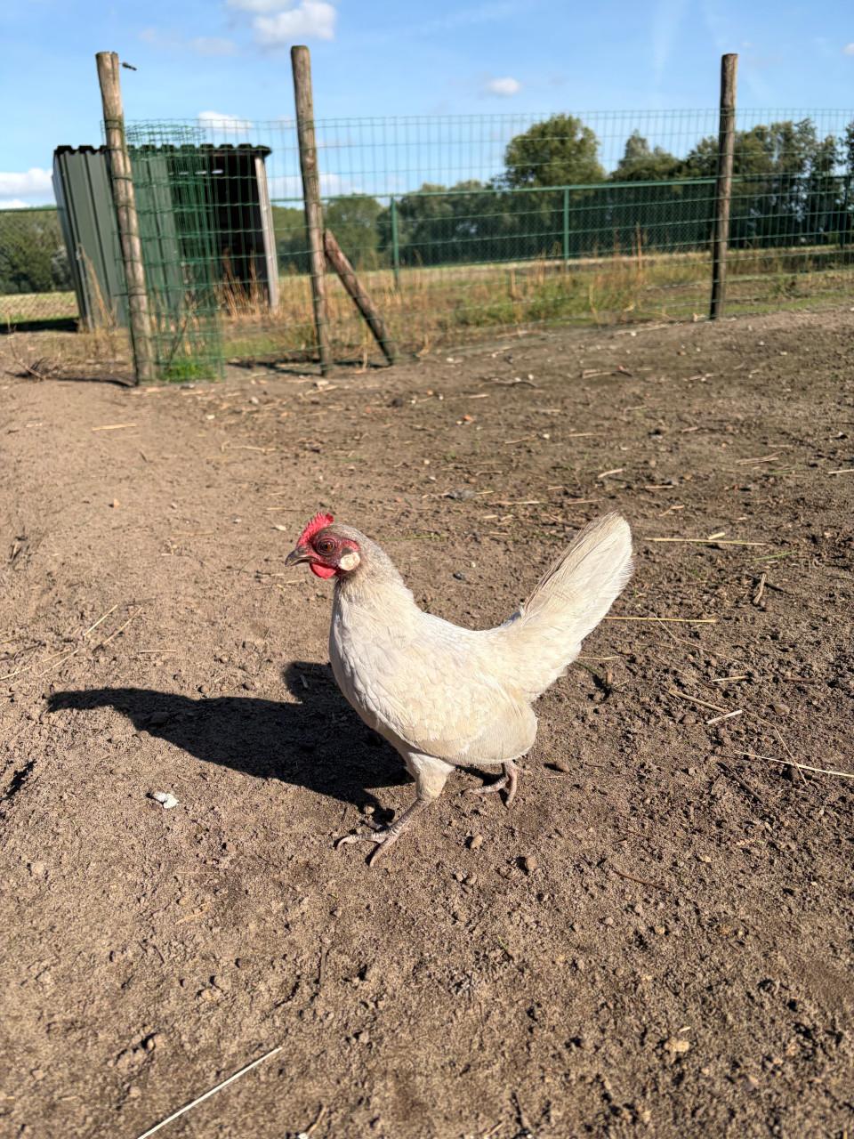 Hollandse kriel hanen
