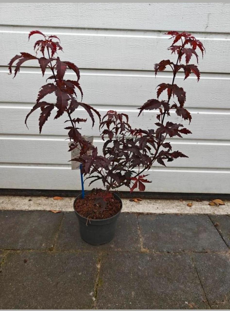 Verschillende Japanse esdoorn bomen, zaailingen, Acer palmatum