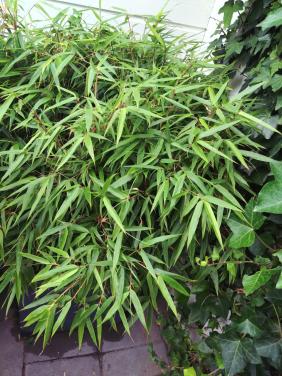 Prachtige grote bamboeplant in pot