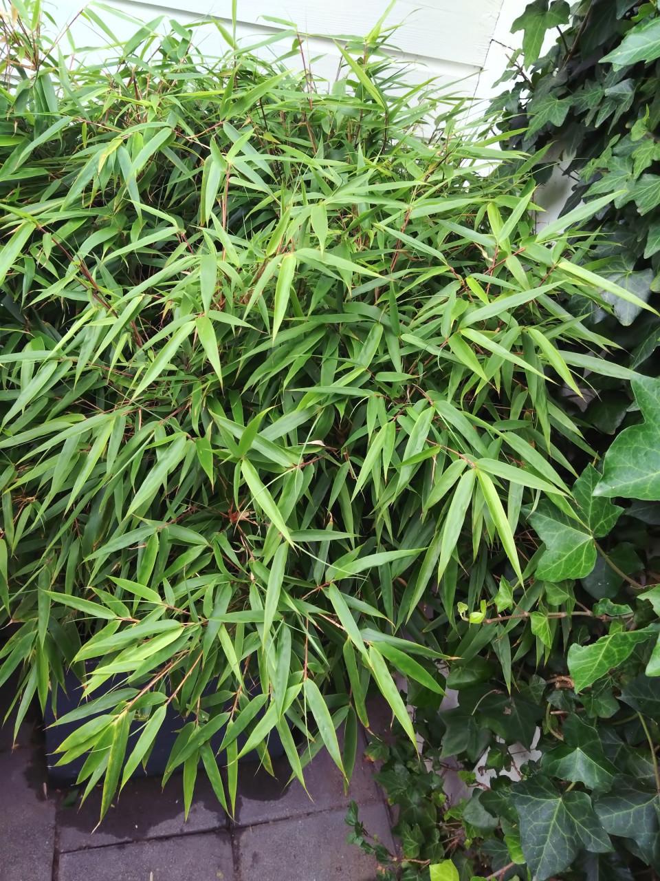 Prachtige grote bamboeplant in pot