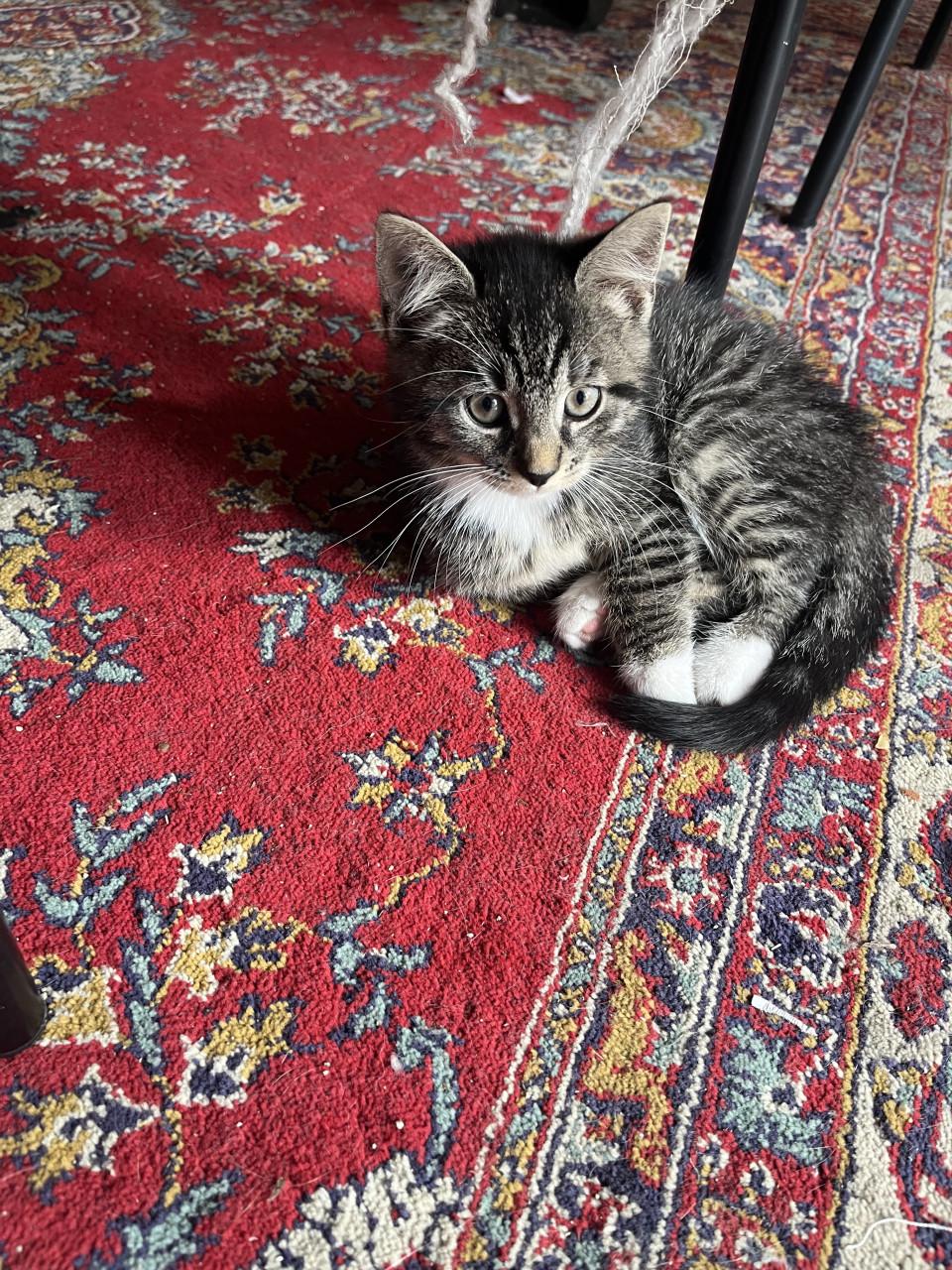 Kittens