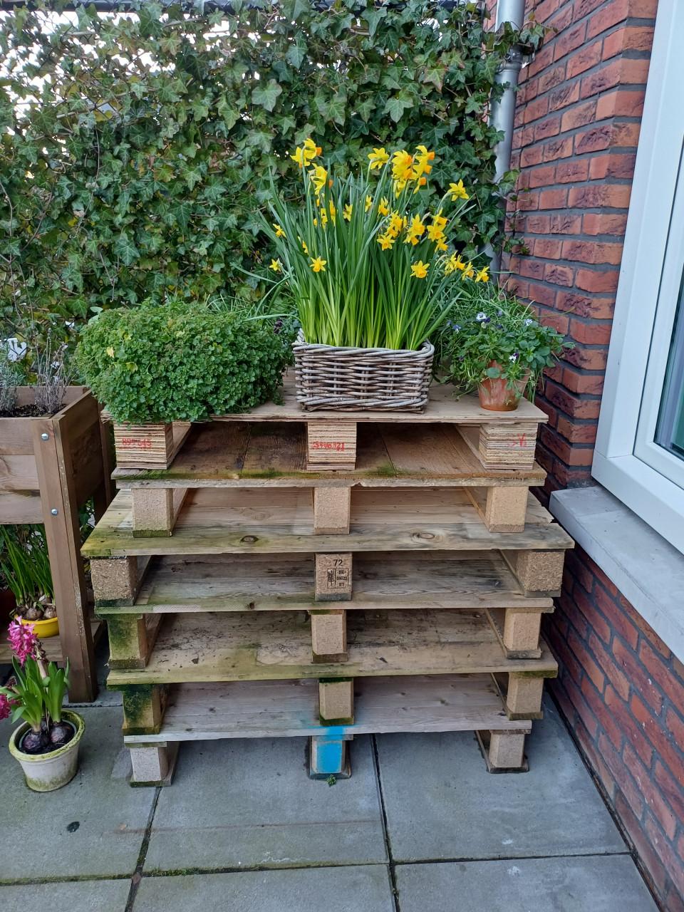 Gratis: 6-8 pallets
