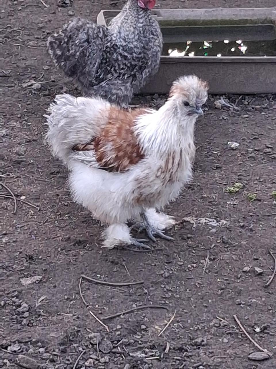 Jonge zijdehoen haantjes op zoek naar eigen toom