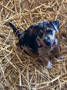 Jack Russel reutje te koop met unieke merle kleur
