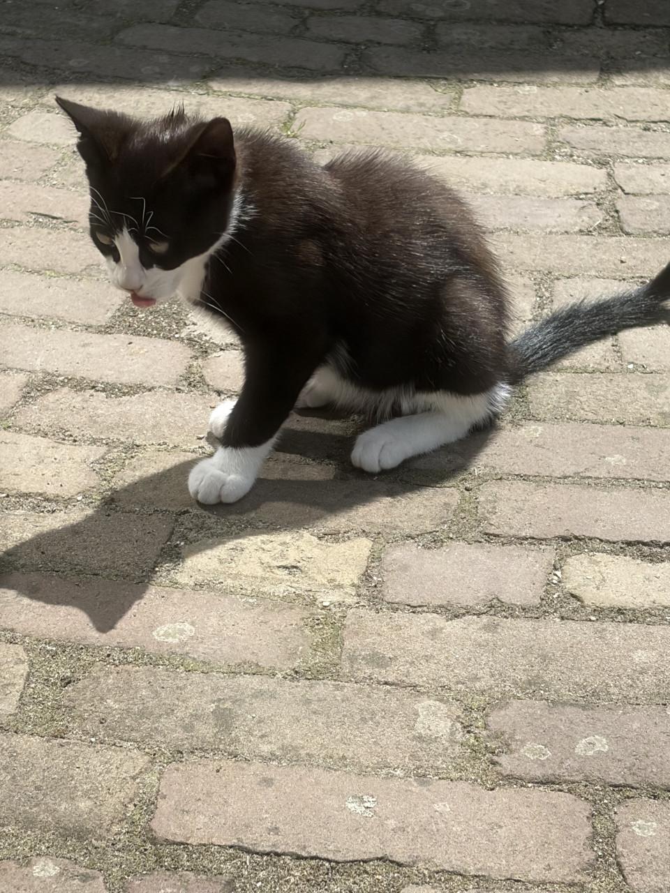 Kittens