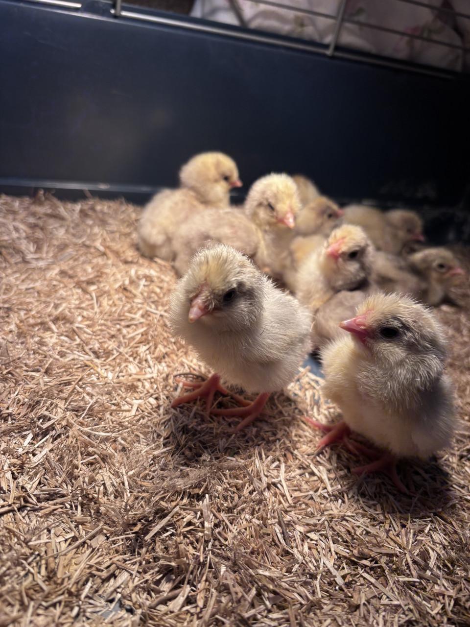 Schijndelaar kuikens